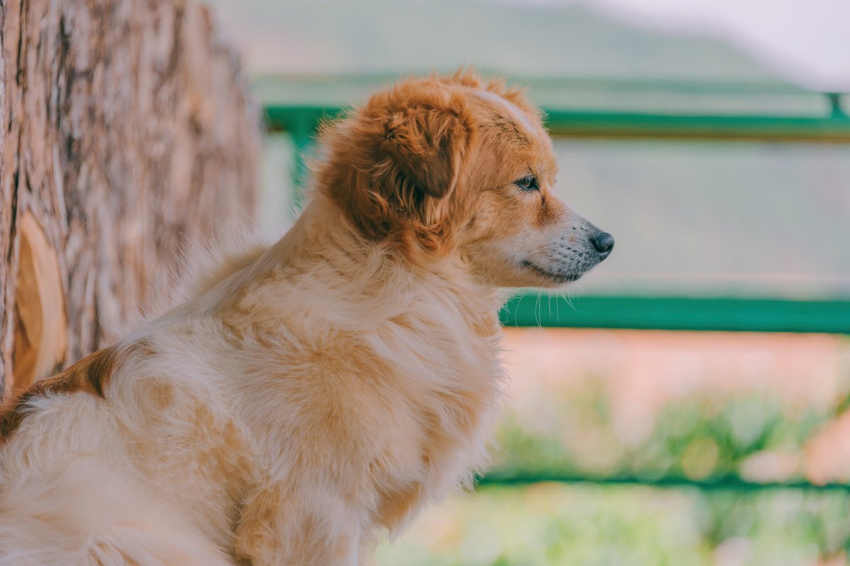 Dogs_0_Cats's tweet photo. How to Teach Your Dog to Ignore Other Dogs On Walks
#doggymorning #dogsocialnetwork #dogbiscuits #doggroome #dogdayz #dogsofinsragram #dogvlog #dogtreadmill #dogseatbelt #doggosquad #dogdiving #dogblanket #dogslovetoreceivepackages #dogclouthes #dogsofvenice https://t.co/tWjwt97gYn