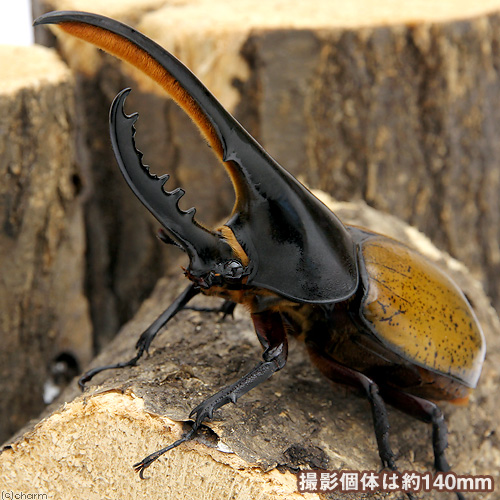 昆虫 チャーム公式 Charm Insect Twitter