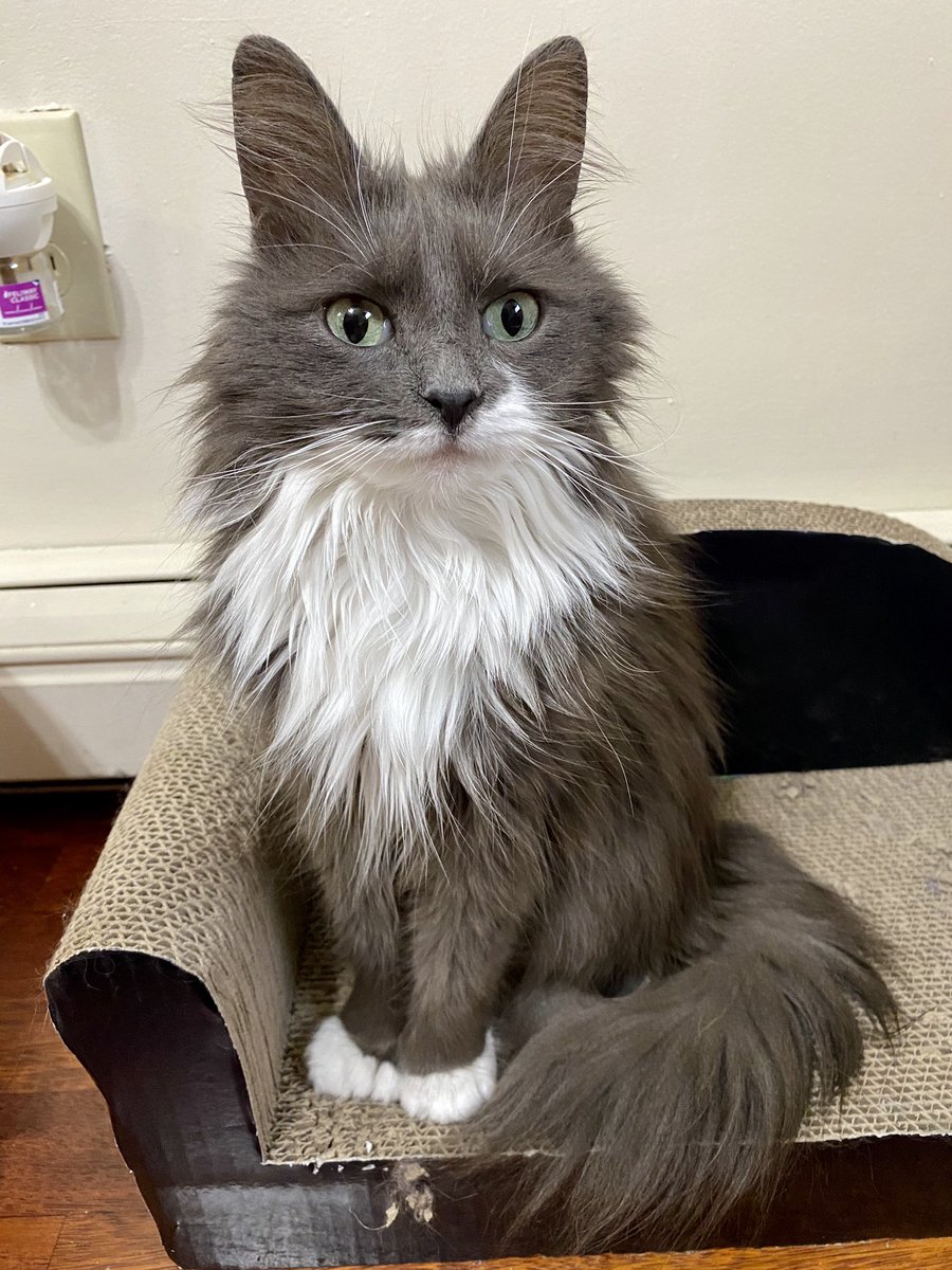 Miss_Phoebe_Lee's tweet photo. I see you Mills rollin around . . . πΌ sheβs my arch enemy . . . I chase her round da house and mommy has to stop me - did I just meow dat out loud!?ππ
#KittySecrets #IDontLikeHer #SorryNotSorry #SisfurTroubles #SundayNightShenanigans https://t.co/cUQWNu6RKJ