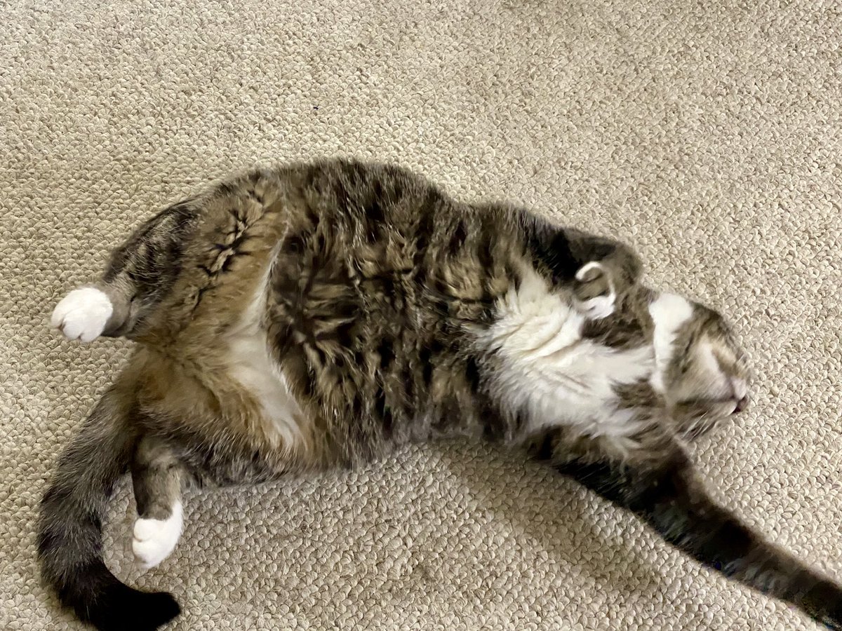 Miss_Phoebe_Lee's tweet photo. I see you Mills rollin around . . . πΌ sheβs my arch enemy . . . I chase her round da house and mommy has to stop me - did I just meow dat out loud!?ππ
#KittySecrets #IDontLikeHer #SorryNotSorry #SisfurTroubles #SundayNightShenanigans https://t.co/cUQWNu6RKJ