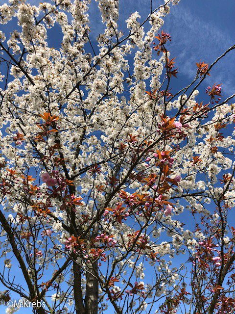 ドイツ大使館 春が訪れた ベルリンから桜の写真が届きました この桜並木はベルリンの壁 の跡地に 日本から贈られた桜が植えられたもの 今年はコロナの影響であいにく 桜まつり は中止となりましたが 美しい桜はいつ見ても心を和ませてくれます