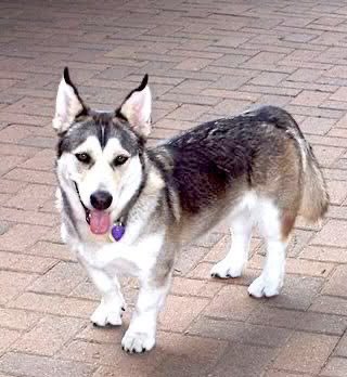 Husky Corgi Mix