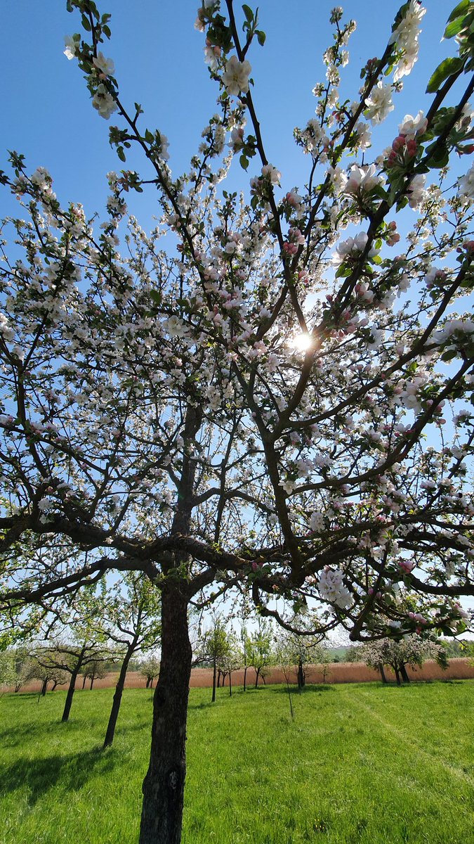 Bilder des Apfelbaumes