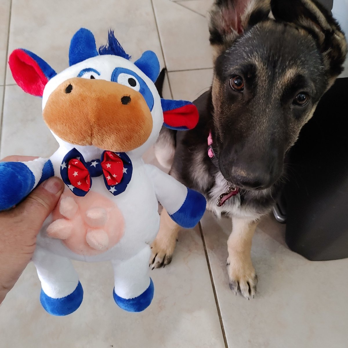 PetPoopy's tweet photo. https://t.co/Ay5wwOyXZK