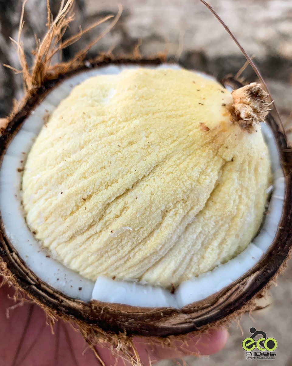 ecoridescayman's tweet photo. Enjoying a bit of coconut sponge. Anyone know what this is? #coconutsponge #ecoridescayman #letsride #grandcayman #caymanislands
#biketoursincaymanislands #thingstodocaymanislands #caymankind #ecotours #bicycletours #lonleyplanet #instaphoto #nature #caribbean #islandlife https://t.co/gJ6tShnxZG