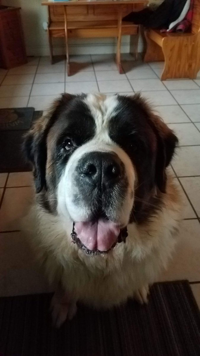 Stacy96670652's tweet photo. Meet Zeus. Hes new to Twitter #stbenard
Hi everybody !!! https://t.co/lGLODwgFGi