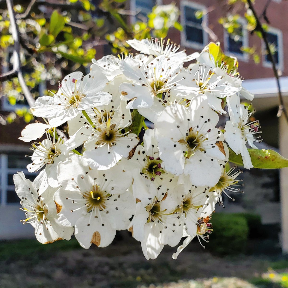 mae_mercadow's tweet image. Identify the parts of the flower. 

#sciencechatph #AcademicChatter