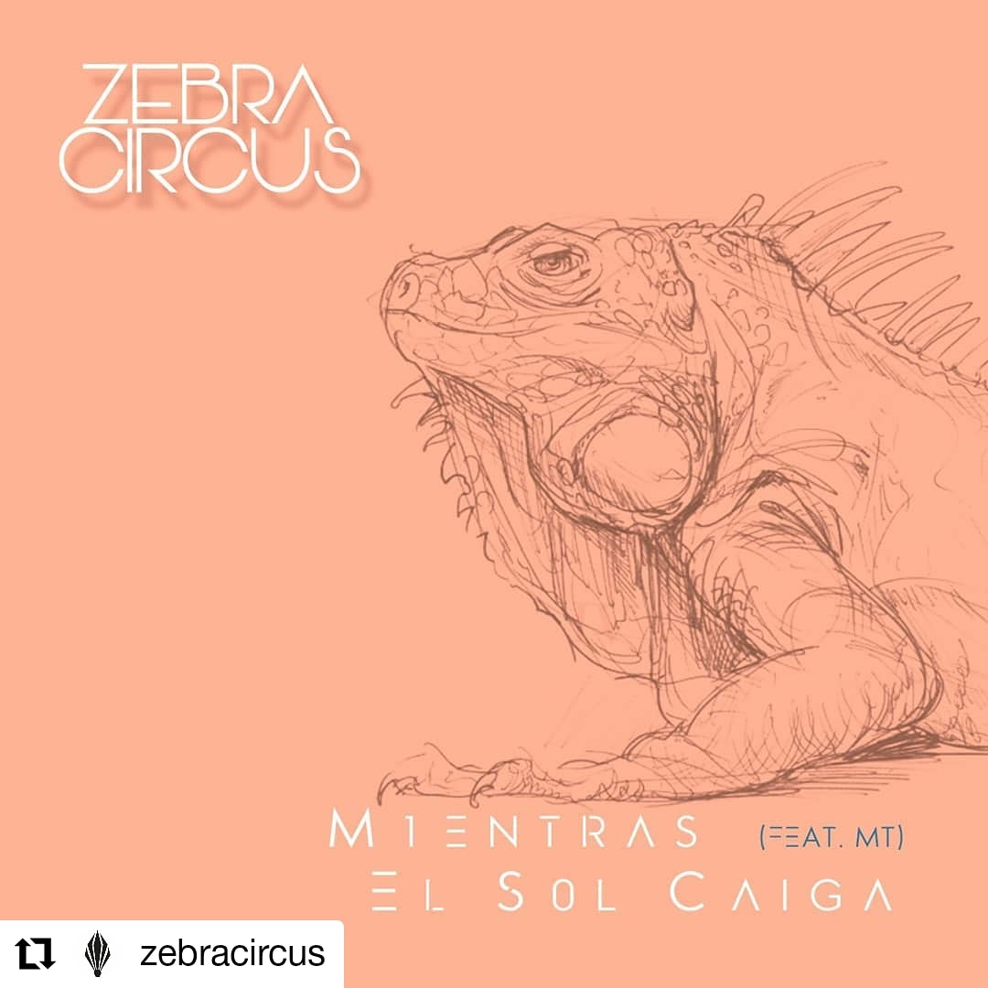 ZEBRA CIRCUS tweet media