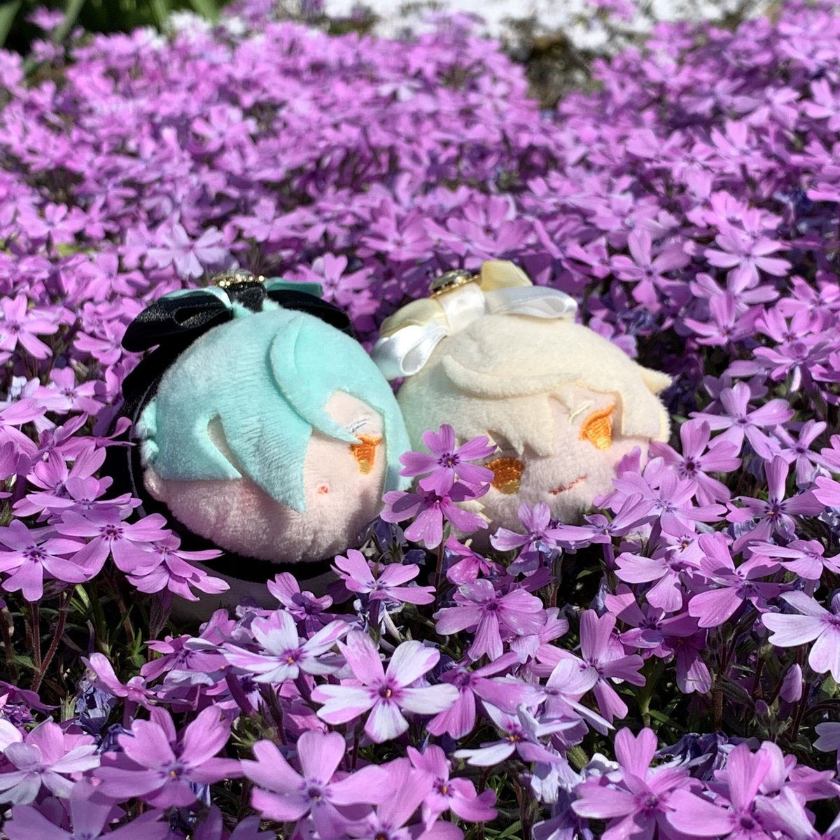 三踏 V Twitter 今日は芝桜 花言葉は 忍耐 耐える力 希望 花言葉って同じ種類でも色や 国によっても変わったりする それでも変わらず 厳しい環境でも地面に広がるように強く咲く様が希望や忍耐って言葉に繋がったんだな と もちとお花 三踏 V Twitter 今日は芝桜 花言葉は 忍耐 耐える力 希望 花言葉って同じ種類でも色や 国によっても変わったりする それでも変わらず 厳しい環境でも地面に広がるように強く咲く様が希望や忍耐って言葉に繋がったんだな と もちとお花