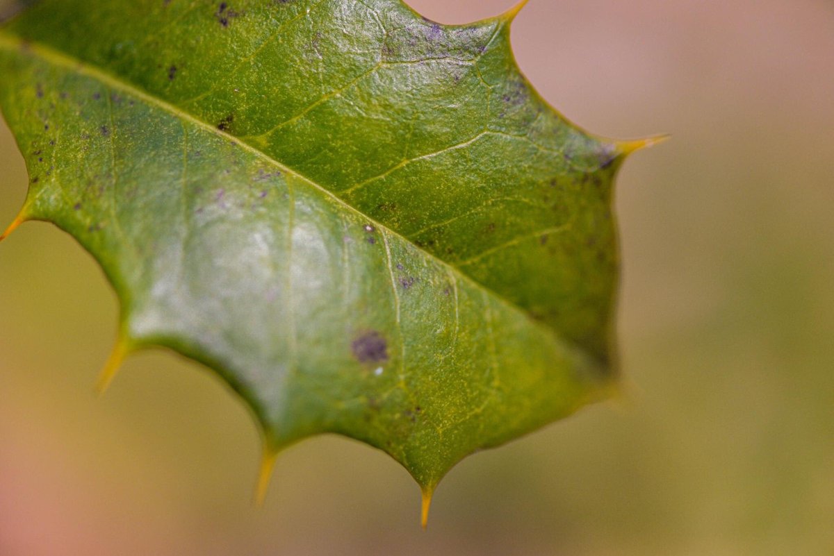 TLPhotographym1's tweet photo. #Nikon #macrophotography #tlphotographymass #maphotographer #details #nature #hike #beautifulworld #peaceful #southcoast #westport #westportwoods https://t.co/rIYOKgjH0O