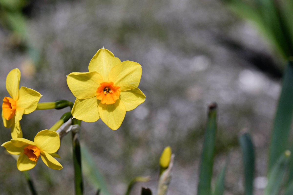 TLPhotographym1's tweet photo. #Nikon #macrophotography #tlphotographymass #maphotographer #details #nature #hike #beautifulworld #peaceful #southcoast #westport #westportwoods https://t.co/rIYOKgjH0O