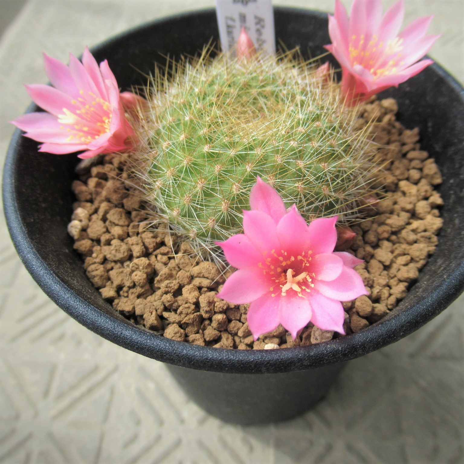 たわし集め Tawashi Atsume 薄いピンク色の花のサボテン 𝑹𝒆𝒃𝒖𝒕𝒊𝒂 𝒎𝒊𝒏𝒖𝒔𝒄𝒖𝒍𝒂 𝒔𝒆𝒏𝒊𝒍𝒊𝒔 F 𝒌𝒂𝒓𝒊𝒖𝒔𝒊𝒂𝒏𝒂 春にピンクの花を沢山つける 2回目のサクラの花見のようだ サボテン レブチア たわし集め T Co