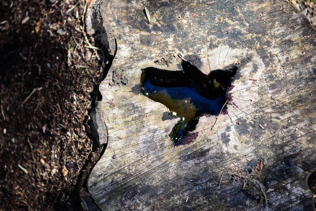 TLPhotographym1's tweet photo. #Nikon #macrophotography #tlphotographymass #maphotographer #details #nature #hike #beautifulworld #peaceful #southcoast #westport #westportwoods https://t.co/1MQnDIP8K5
