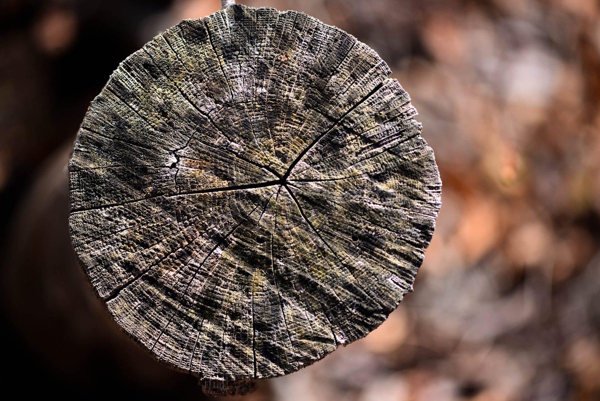 TLPhotographym1's tweet photo. #Nikon #macrophotography #tlphotographymass #maphotographer #details #nature #hike #beautifulworld #peaceful #southcoast #westport #westportwoods https://t.co/1MQnDIP8K5