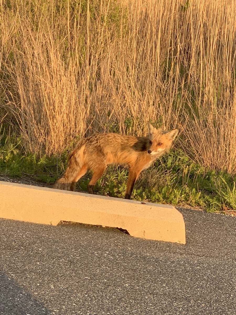 onespoopywitch's tweet photo. I FED A FOX CHIPOTLE!!! ❤️🦊 https://t.co/YEcfMSOqFe