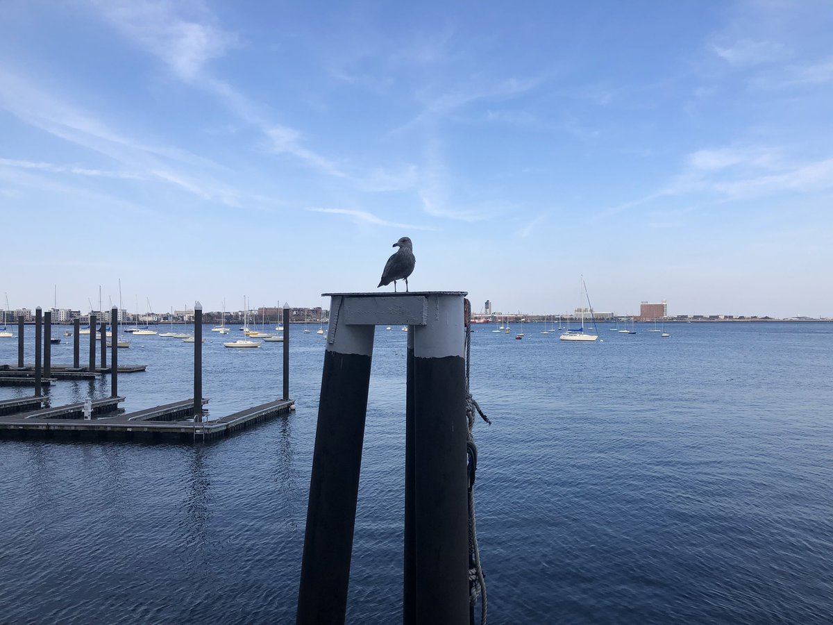 Boston Harbor Today tweet media