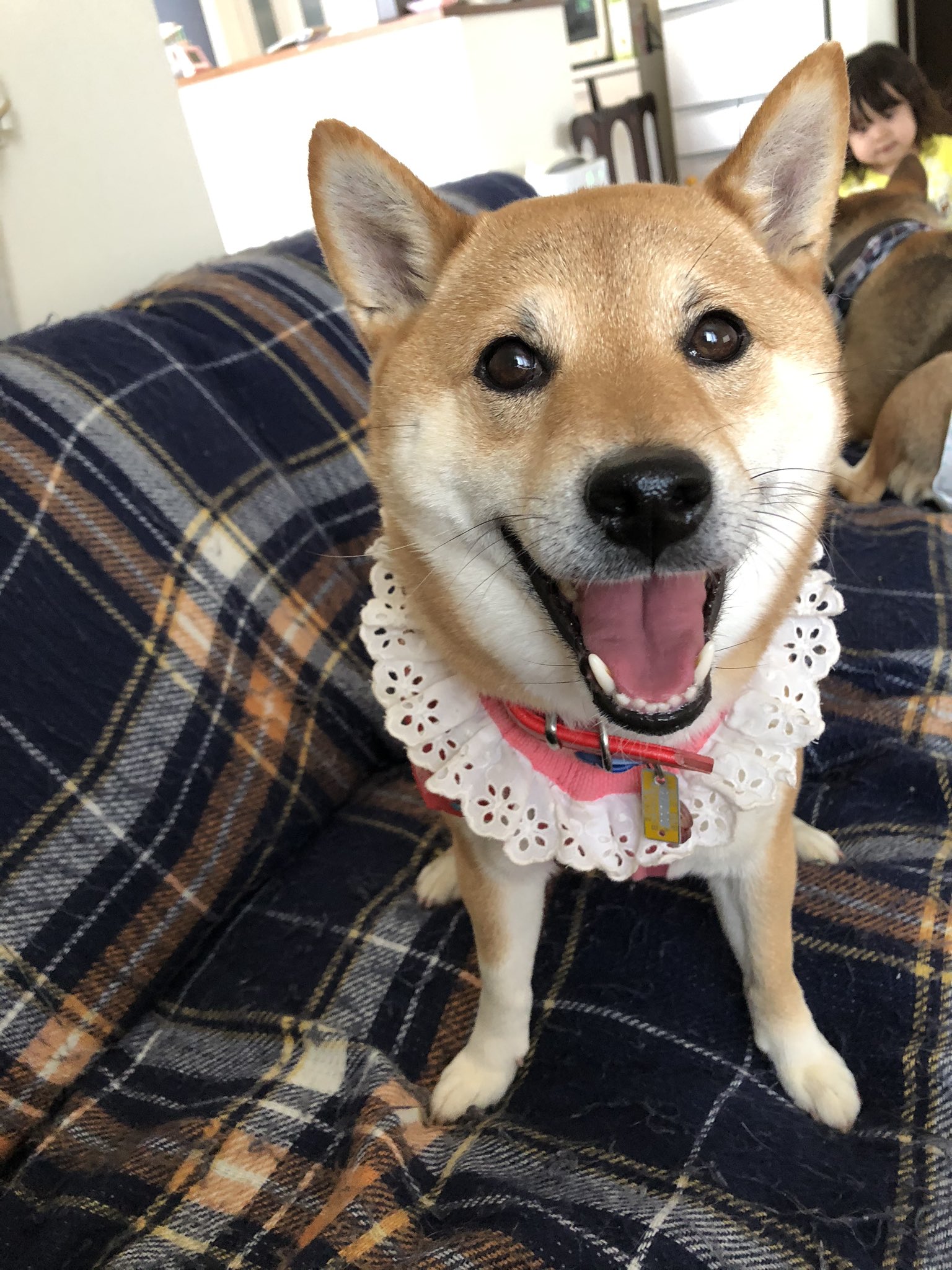 あさ香 娘 柴犬 ココアちゃん生理 フリフリのプロレスラー 柴犬 しばいぬ 柴犬を崇めよ