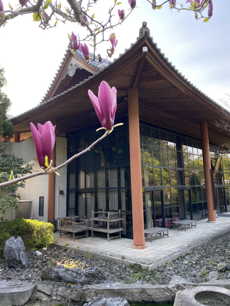 久安寺 V Twitter 久安寺です 雨が降ると肌寒いですよね シモクレンが咲き始めております 薬師堂の北西と虚空園です シモクレン 紫木蓮 Purple Magnolia モクレン目モクレン科モクレン属 中国原産 開花4月 花言葉 恩恵