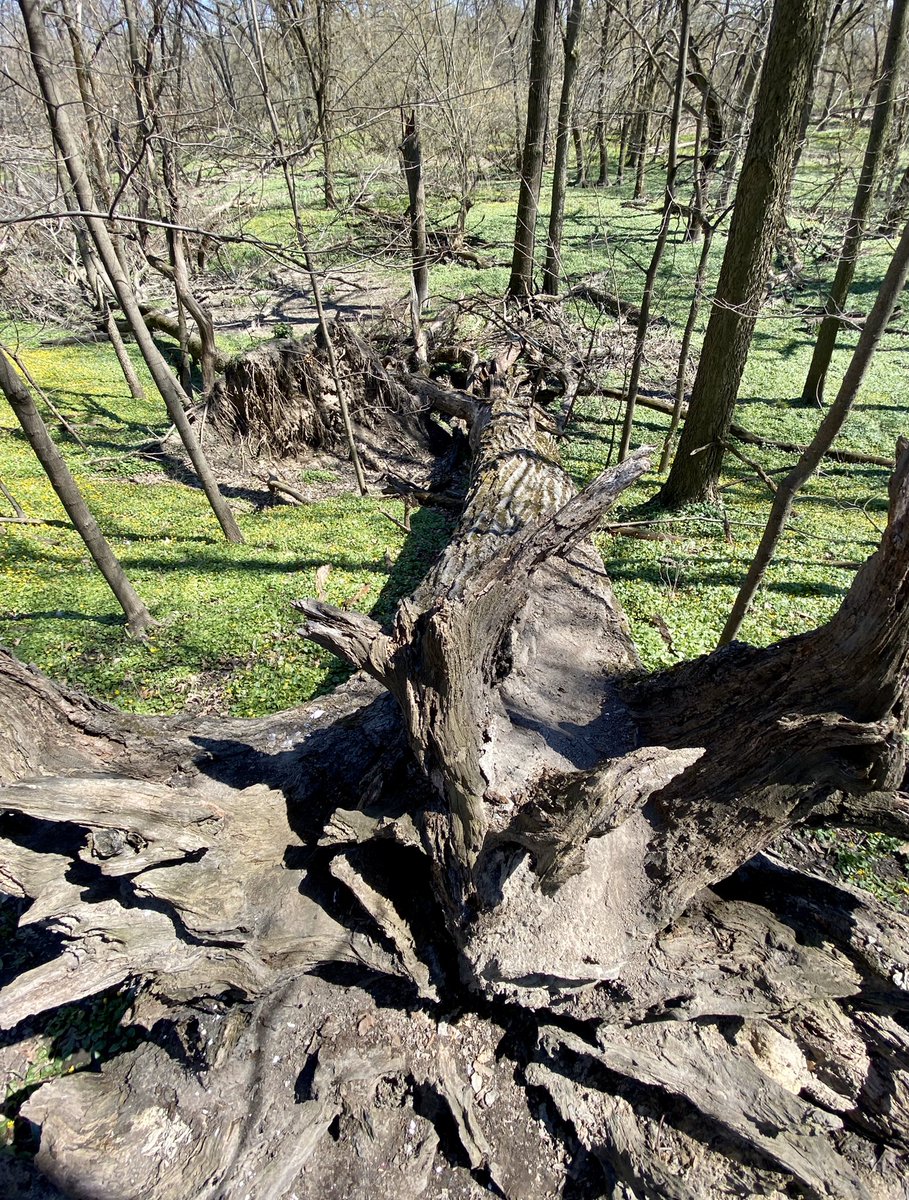 reedmonseur's tweet photo. Quiet hike in @FPDCC and this fallen tree reminded me of a quote,
“The best time to plant a tree was 20 years ago. The second best time is now.”
After #StayHome order lifted, I’m planting🌳🌳🌳🌳🌳🌳🌳🌳...
#ArborDayAtHome #TreeKeeper #EarthDay #NatureLovesChicago https://t.co/PsIgZin6jr