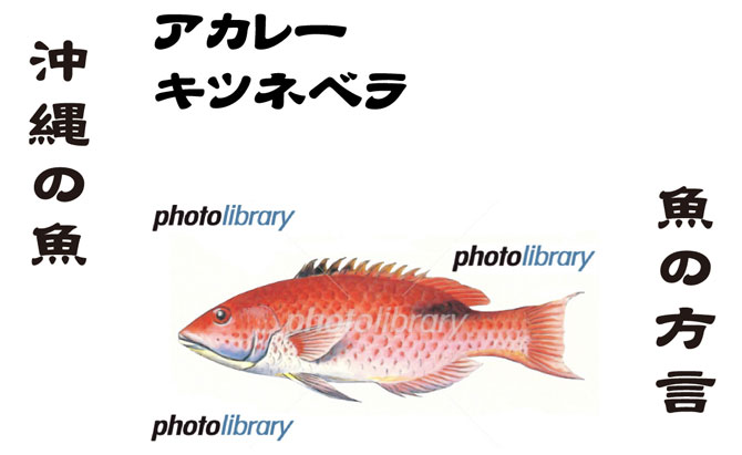 アカレー アカレー