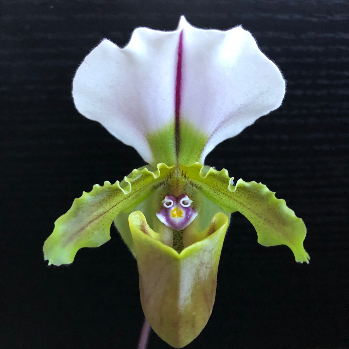 BBM_Wong's tweet photo. When you’ve been in physical isolation for over a month and you start to notice that your orchid flower has a face... https://t.co/VaiOvG8XWf