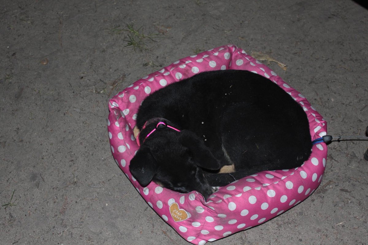 stevenxtravis's tweet photo. Today has been a very sad day. My best friend the past 8 years has passed away. Sadie has been the best dog I could have ever asked for. She’s been there for me through every challenge life has thrown at me and helped me through all of them. She will forever be missed. I love you https://t.co/CA9J2HAFNf