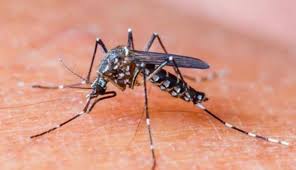 anaturca17's tweet photo. Tomate unos minutos para leer.... Es muy importante.... Varios casos en Saavedra, Coghlan, Villa Urquiza y Villa Pueyrredon y En algún momento, el coronavirus pasará, pero el dengue llegó para quedarse, y mata, casi siempre, a los mas humildes. https://t.co/oV2nOz1aFh