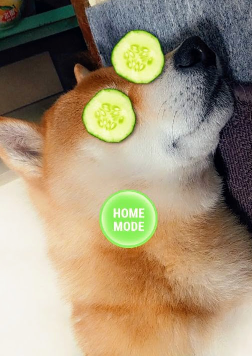 sachi_sachi312's tweet photo. 今はオウチでできることをするんでち。
#HOMEMODE
#柴犬の休日
#コロナ対策 https://t.co/pEDrT49lUp