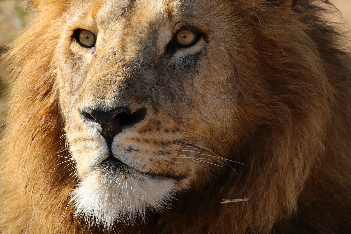 Curious Animal Mag tweet media