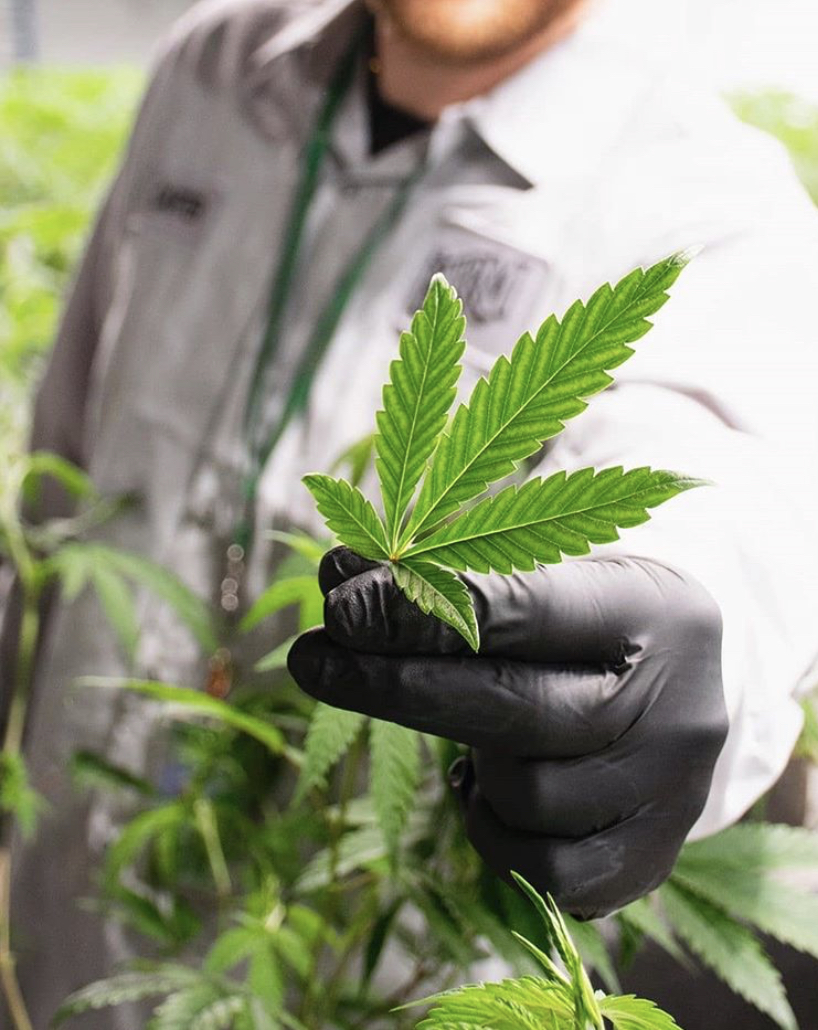 greenfirefields's tweet photo. For anyone looking to reap the benefits of cannabis while still residing in a state where marijuana is illegal, #CBD could be your new best friend. Without the haziness that can transcend from THC, CBD provides a clear and creative outlet for exploration. 🌿💨 #greenfirefields https://t.co/HMdvf8utaD