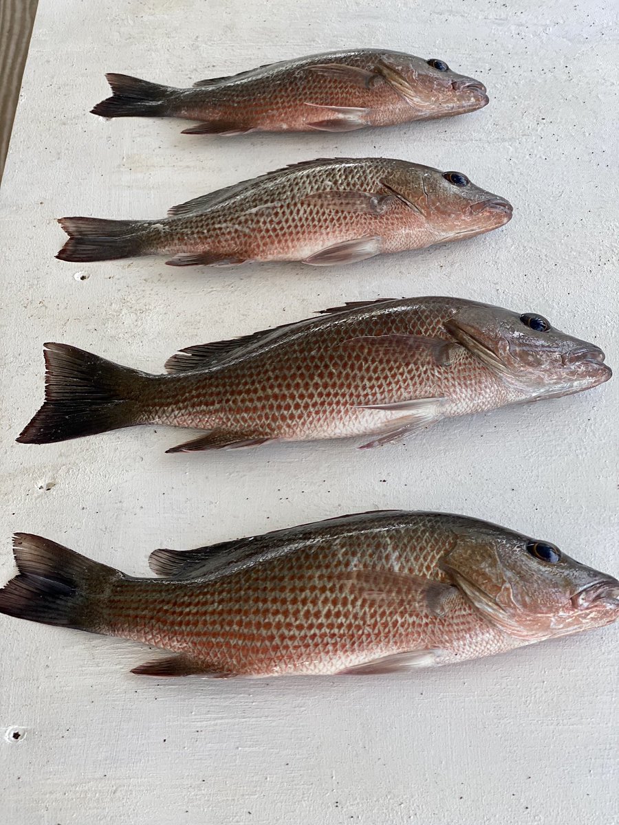 DarrenJDavisGCS's tweet photo. Another great #socialdistancing day in @EvergladesNPS / 10,000 Islands catching & releasing under slot #redfish & #snook & filleting some #mangrovesnapper @Columbia1938 @MinnKotaMotors #bubbahooked #watertoplate @BubbaBlade https://t.co/dvzcF8gSiS
