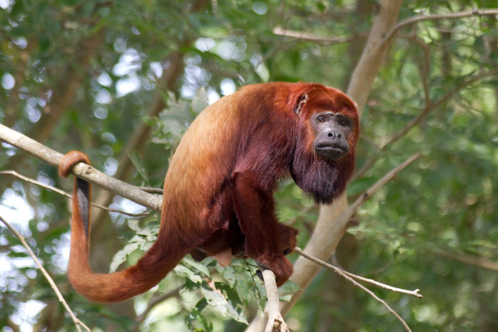 Бурый ревун. Бурый ревун. Обезьяна ревун южной америки. Гайянский ревун. Ревун животное.