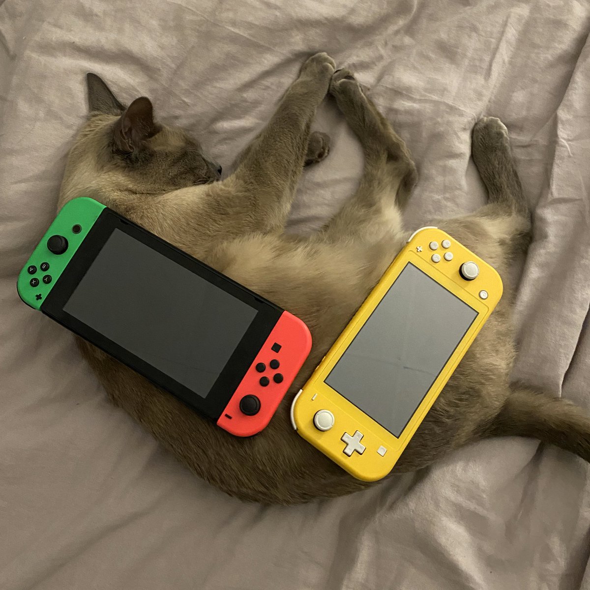 in case anyone was curious how big my cat is...hes about a normal nintendo switch and switch lite in length