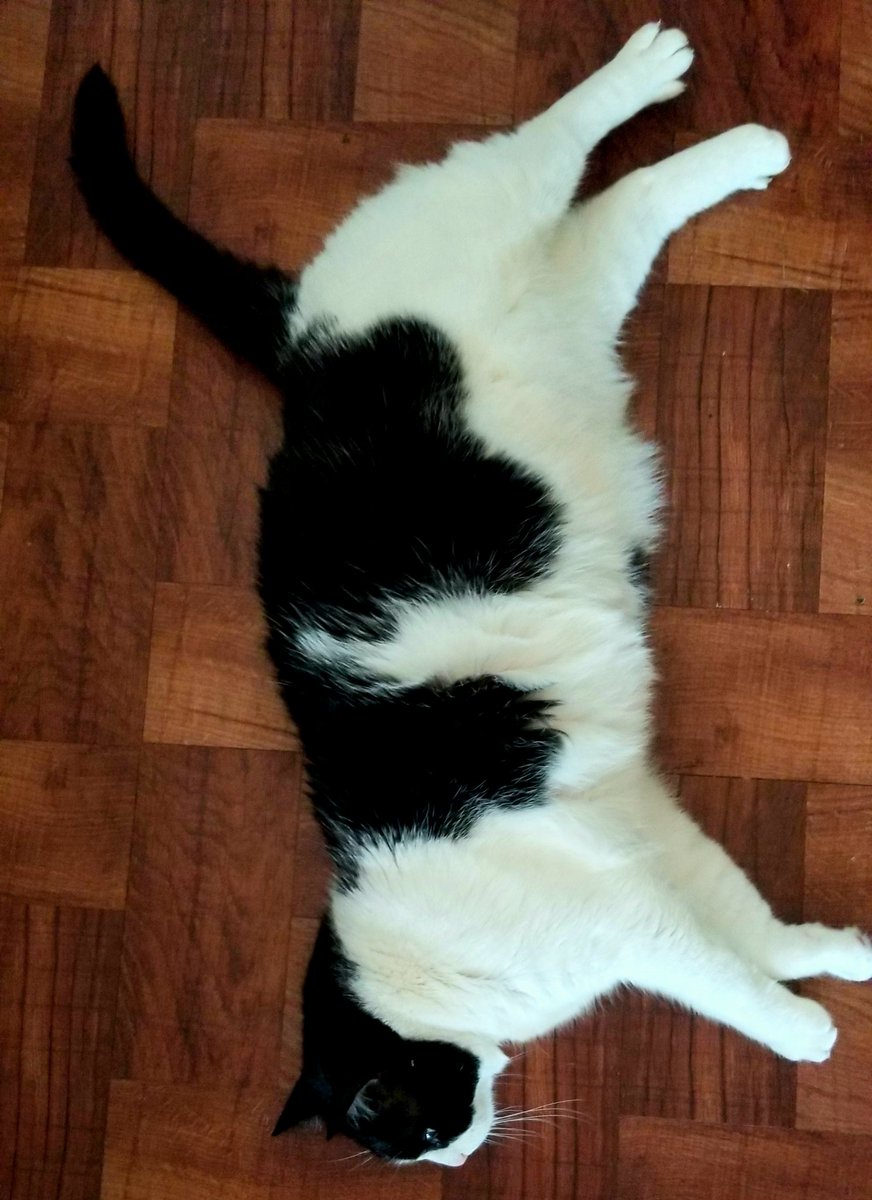 _Roseness_'s tweet photo. The vet put Peppa on a diet. Peppa blames me. Instead of daily tripping over Peppa, since I'm home a lot more, she can now seek her revenge hourly. Peppa plops down, I trip, she is happy. But still hungry.
#CatsOfTwitter #catpix #CatsOfTheQuarantine #catsareaneutraltopic https://t.co/z6rt4HhZme
