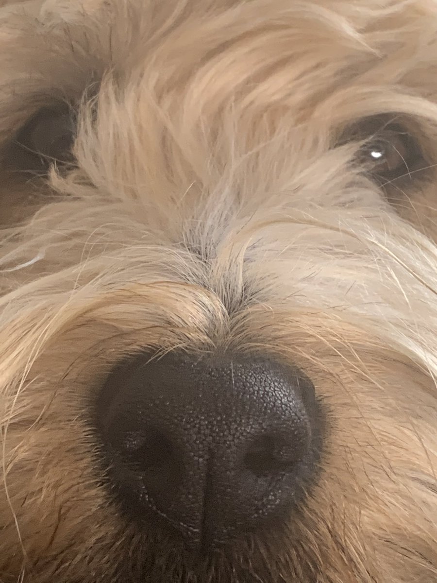 bplattofficial's tweet image. #snootaboop