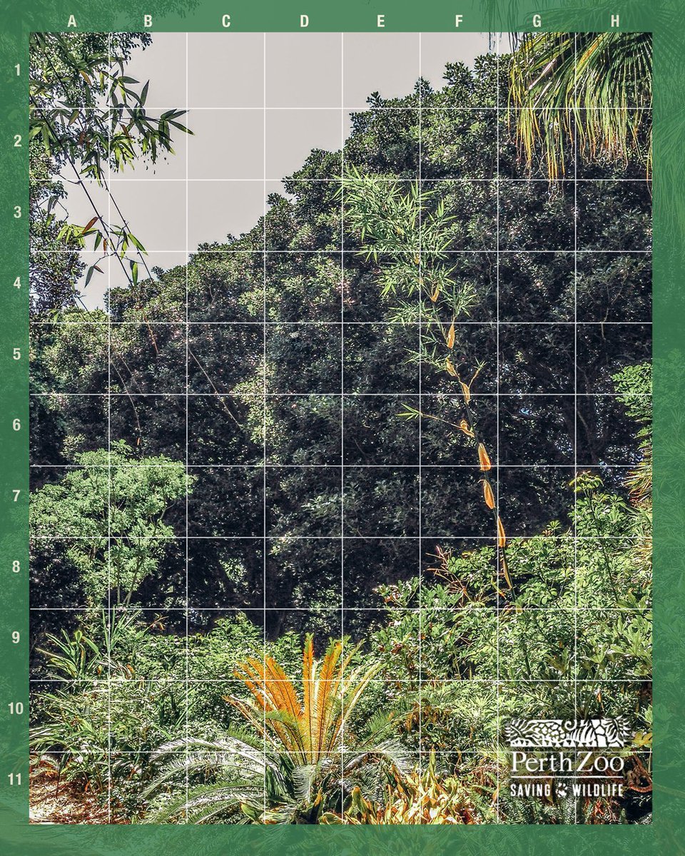 PerthZoo's tweet photo. Eye Spy! 👀 Can you spot the cheeky Red Panda? 🤔 https://t.co/uQz6OurJwp