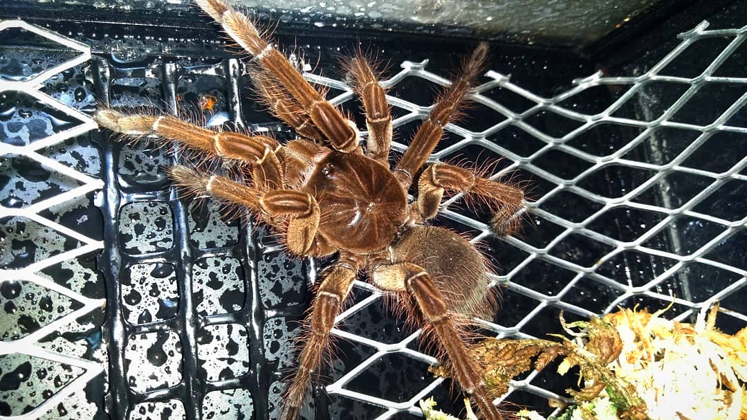 Cafe Bar エンターザドラゴン 世界最大のタランチュラ ゴライアスバードイーターを壁掛けケースで飼育し始めました 本日も餌や器具 そして エン宅ラーメンのテイクアウトは12時からです 外は雨ですのでお気をつけてお越し下さい お越しの際はマスク
