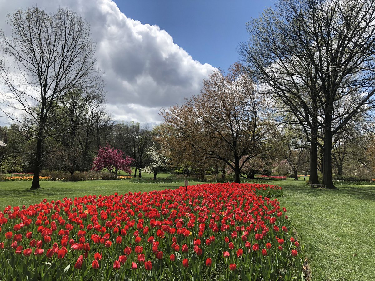 RoachDotSteve's tweet photo. Some favorites from my many, many neighborhood walks this spring - #Baltimore #guilford #SpringTime #tulips https://t.co/iew5TcYjUG