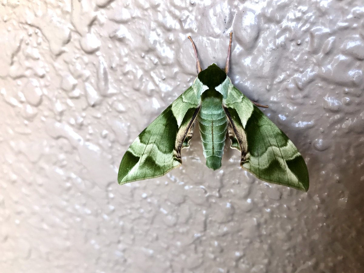 O Xrhsths ねこはら Sto Twitter 19日 48いいね 59いいね ともに沢山のいいね頂きました ありがとうございました 嫌いな方ゴメンなさい 虫注意 壁にいた蛾ちゃん 左右の対称 色合い 毛並み あまりにも美しい森林迷彩でしたので 不思議やわぁ 写真