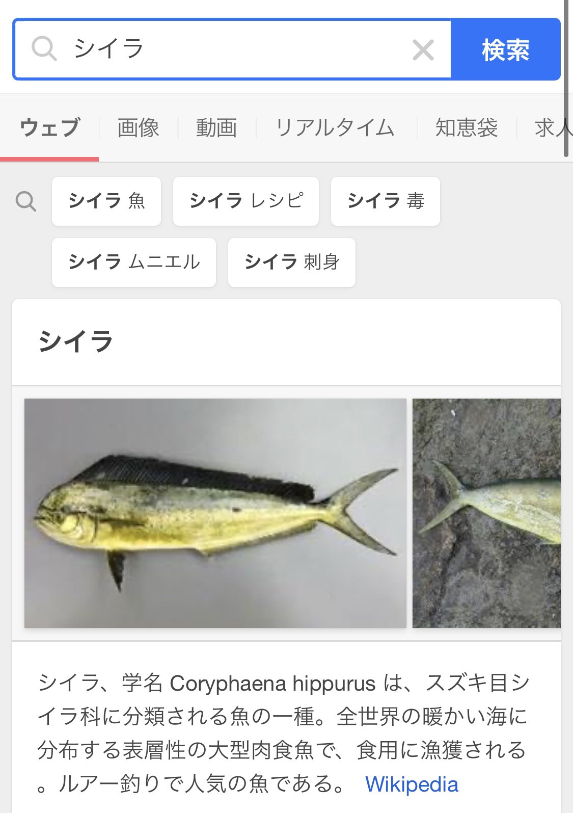 𝐃𝐈𝐒 ディズ シー ラ イダー シイラでいいわね