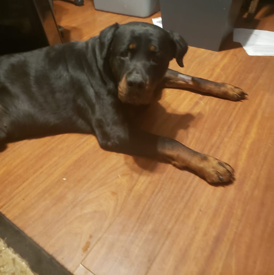 helloscratch's tweet photo. Titus and I can't thank you enough for your help when we needed it the most. - Jessica Hansen
-
-
-
-
-
-
-
-
-
-
-
-
-
#dog #vettechs #dogs #puppy #dogstagram #veterinarian #petloans #vets #petfinancing #doggy #doglife #pettech #vetbills #animal #doglove #scratchpay https://t.co/OWpawdZw6g
