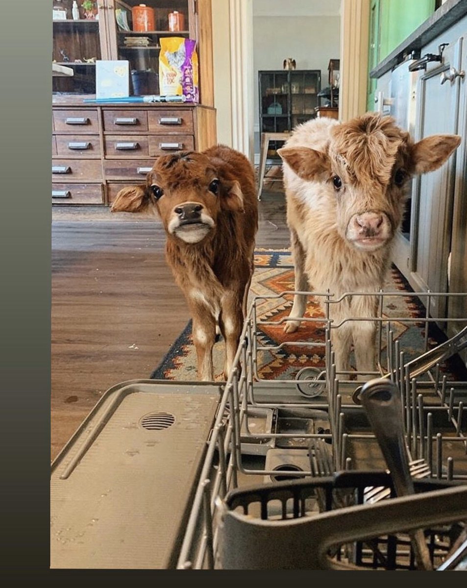 hansuewilson's tweet photo. Inside cows give me life https://t.co/vRHPlsJGqs