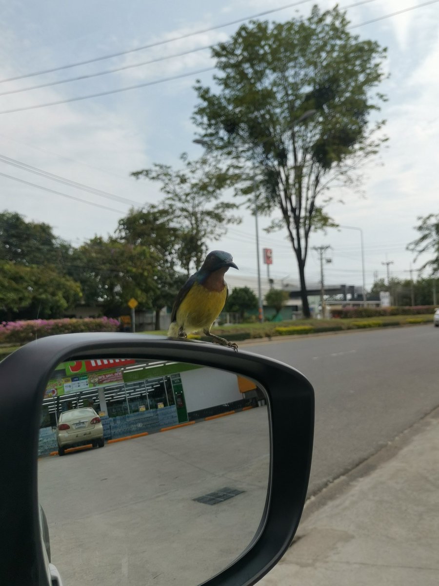 Nana_Winwin's tweet photo. Hello​ my​ lovely​ friends 😍😍
We'll safe​ together✌️✌️

#safelife
#birds
#freedom
#beautifultime https://t.co/zYFEPTDtpu