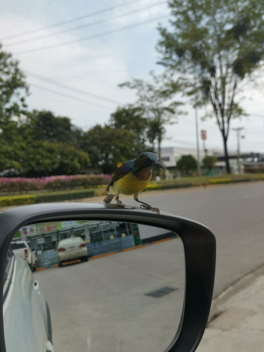 Nana_Winwin's tweet photo. Hello​ my​ lovely​ friends 😍😍
We'll safe​ together✌️✌️

#safelife
#birds
#freedom
#beautifultime https://t.co/zYFEPTDtpu