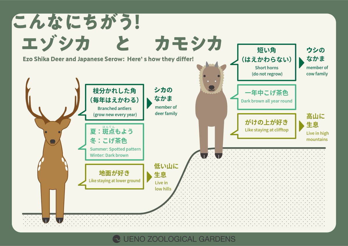 1時間目 図工 似て非なるもの シカとカモシカ もシカしたらシカカモシ