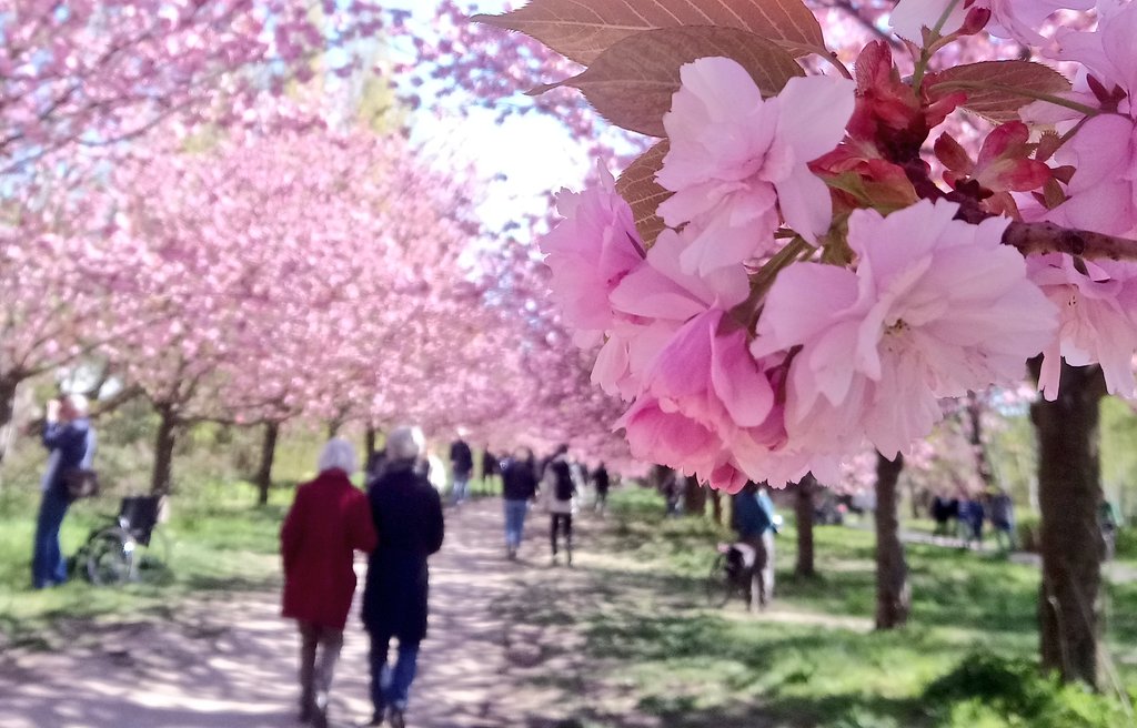 ドイツ大使館 春が訪れた ベルリンから桜の写真が届きました この桜並木はベルリンの壁 の跡地に 日本から贈られた桜が植えられたもの 今年はコロナの影響であいにく 桜まつり は中止となりましたが 美しい桜はいつ見ても心を和ませてくれます