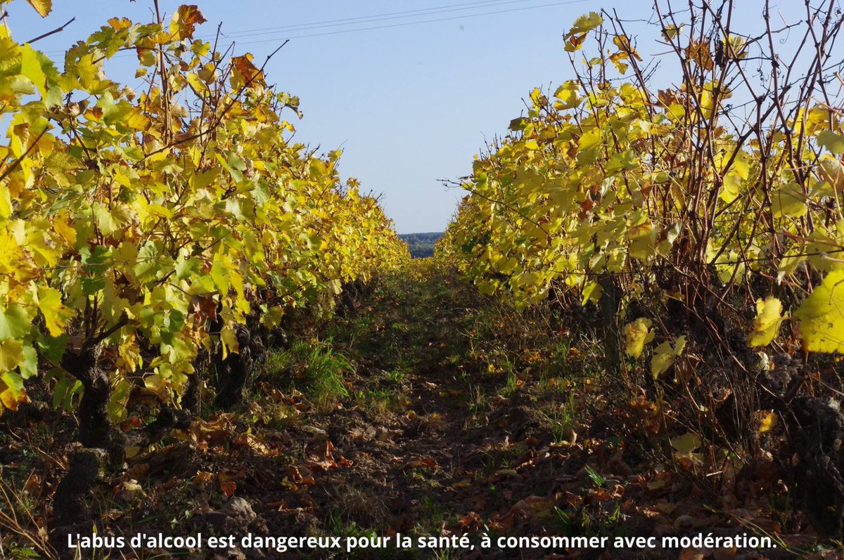 Les producteurs du jour 🍷 Sandra et Stéphane, vignerons au Domaine Mesliand, situé en Indre-et-Loire, vous propose des vins bio en restant fidèles aux techniques ancestrales de production. Eux aussi sont inscrits sur notre plateforme : ➡️ …its-frais-locaux-centre-valdeloire.fr