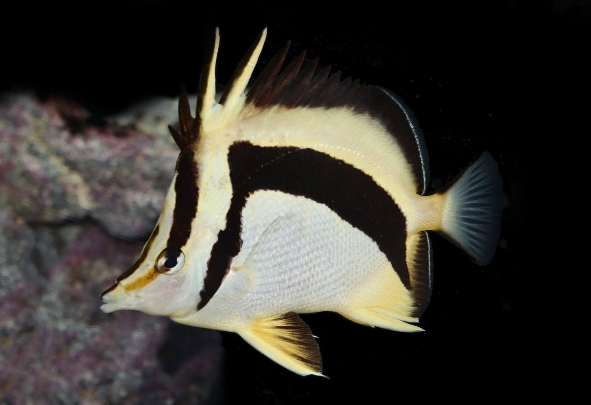 Vampiric, campy, 80s glam realness. Adam lambert wanted to be this fish so bad in his early career. I’m glad he stopped trying, because honestly who would even come close. 9/10. -1 point for looking like a square.