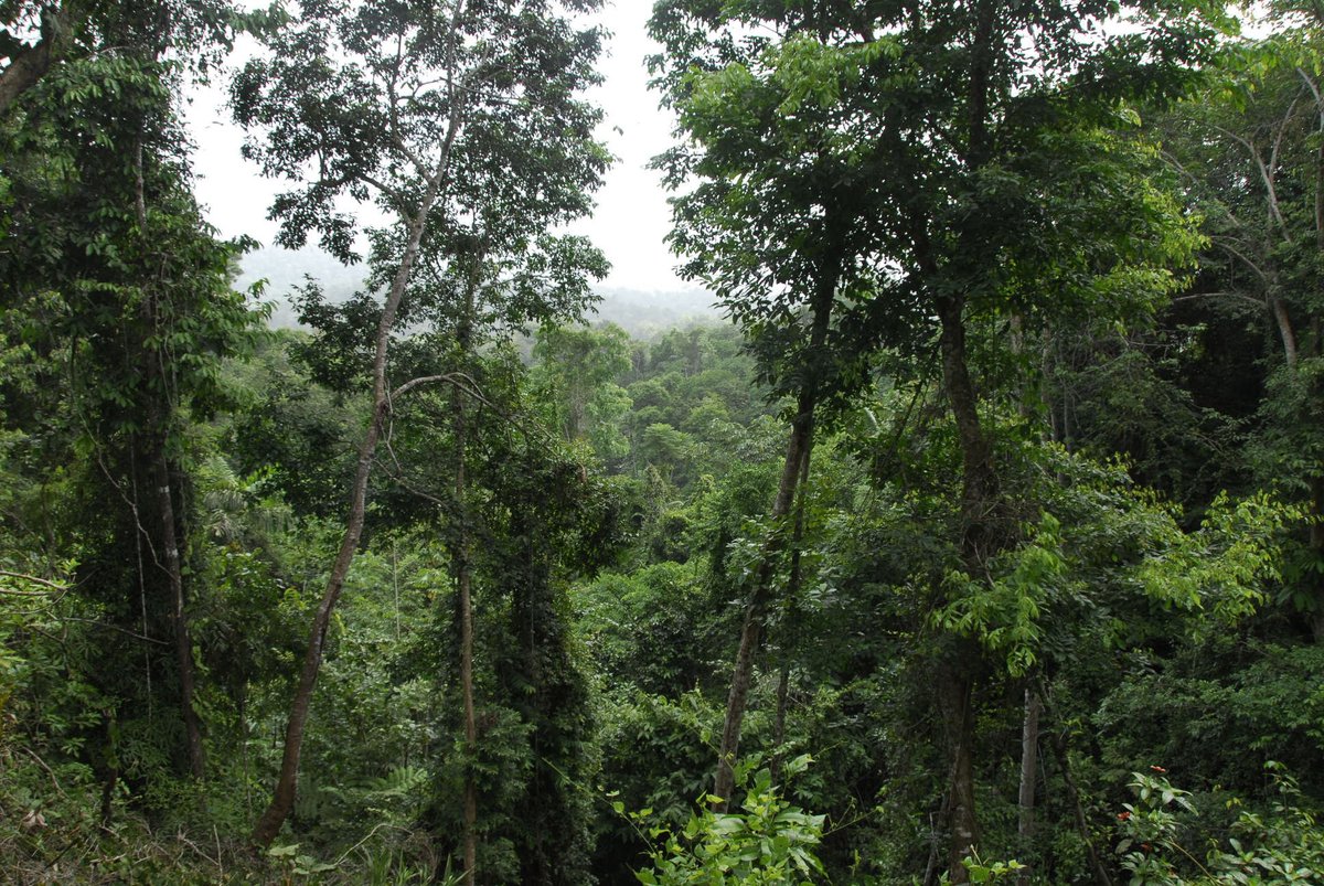 The TropiToL project at Aarhus University is looking for a PhD student to work on global plant macroecology and evolution with focus on tropical rain forest! Read more here: phd.scitech.au.dk/for-applicants… DEADLINE 1 MAY <a href="/EcoinfAU/">Ecoinf</a> peb-group.net
