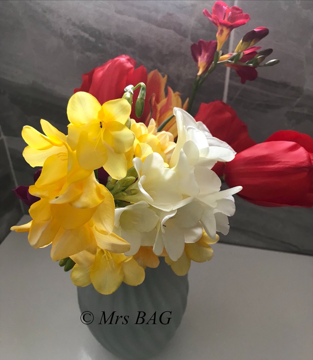 BAkinmutande's tweet photo. Bleak as things may seem or feel at the moment, remember, nature never gives up on us. 1st flowers of the season, from the bottom of my garden specially for you.  Courage &amp; strength be yours this week! https://t.co/AdWRzUDIX7
